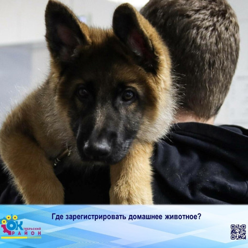 Где зарегистрировать домашнее животное? Где зарегистрировать домашнее животное?.